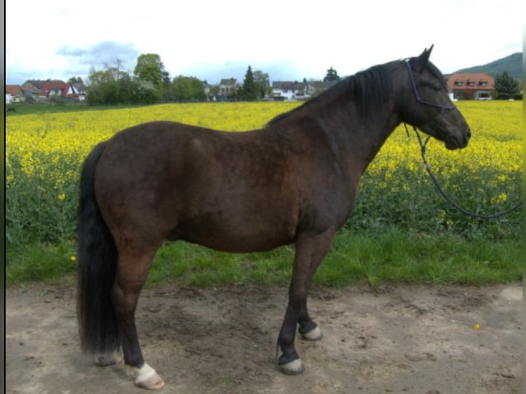 Connemara Mestizo Caballo castrado 13 años 148 cm Negro in Bensheim