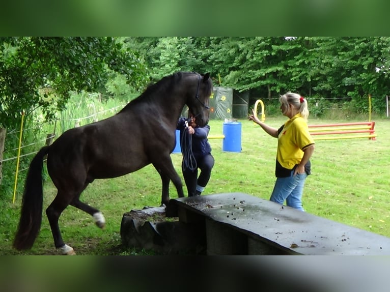 Connemara Mestizo Caballo castrado 13 años 148 cm Negro in Bensheim