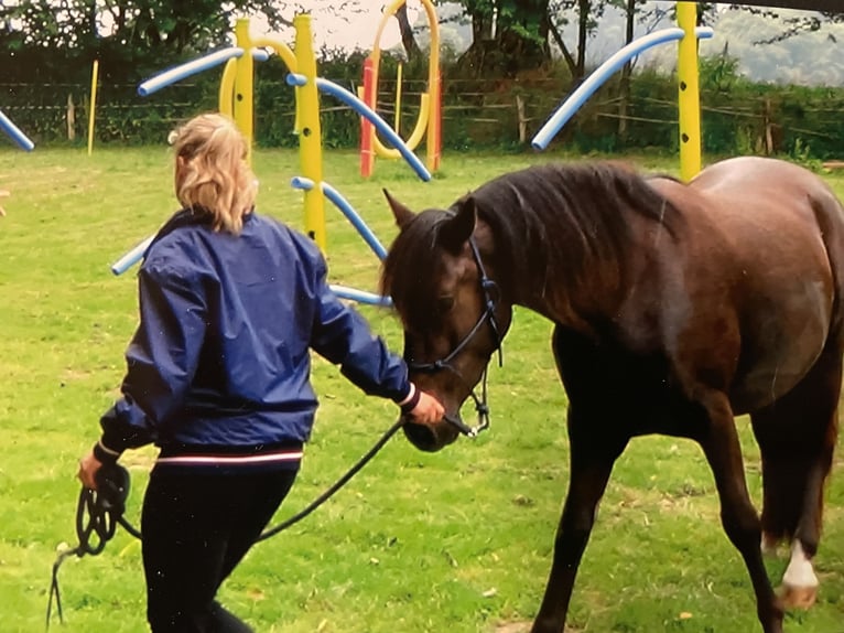 Connemara Mestizo Caballo castrado 13 años 148 cm Negro in Bensheim