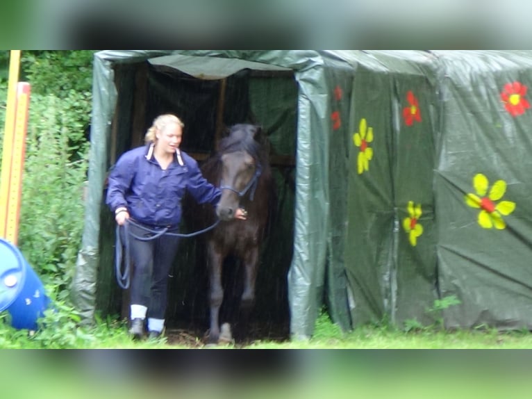 Connemara Mestizo Caballo castrado 13 años 148 cm Negro in Bensheim