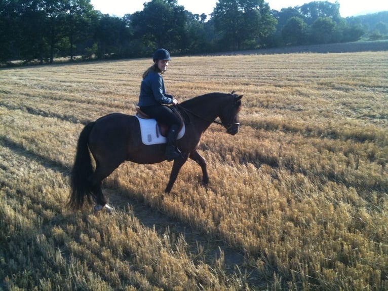 Connemara Mestizo Caballo castrado 13 años 148 cm Negro in Bensheim