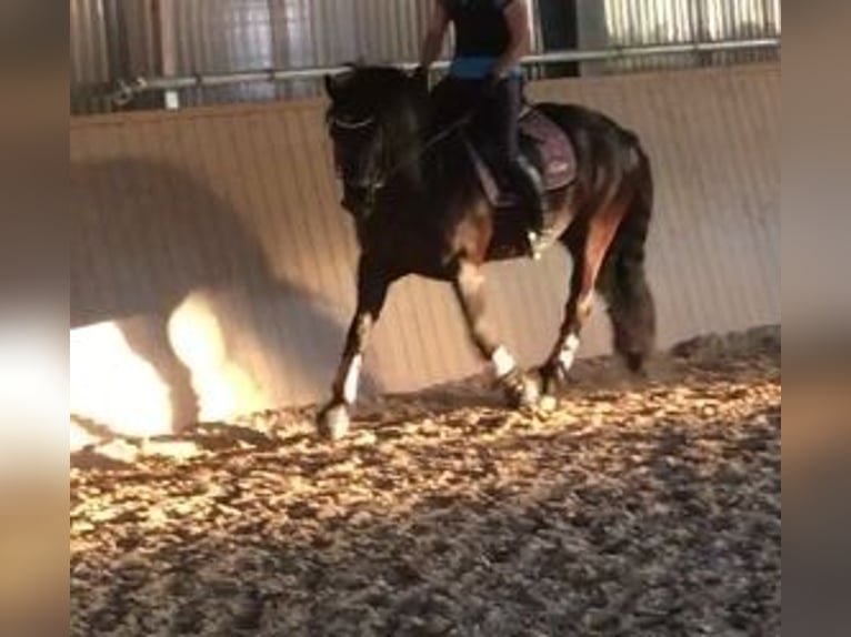 Connemara Mestizo Caballo castrado 13 años 148 cm Negro in GerabronnGerabronn