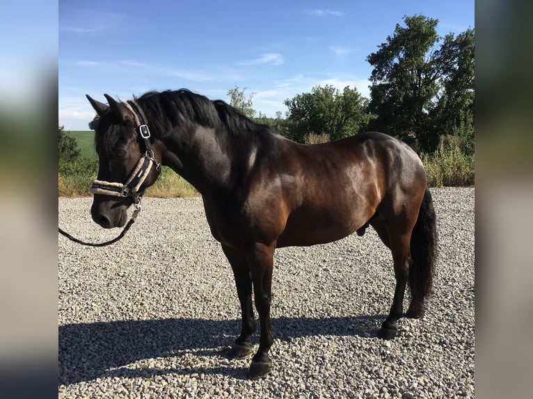 Connemara Mestizo Caballo castrado 13 años 148 cm Negro in GerabronnGerabronn