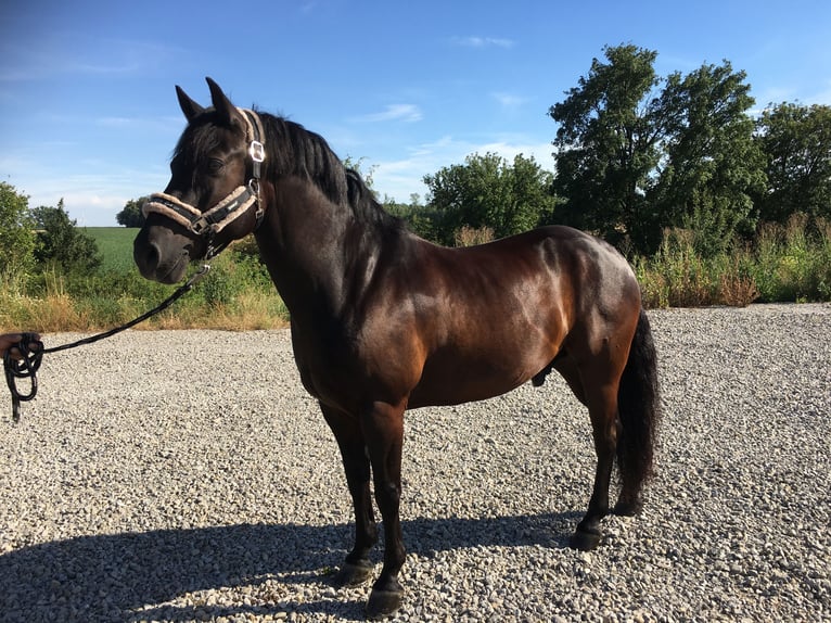 Connemara Mestizo Caballo castrado 13 años 148 cm Negro in GerabronnGerabronn