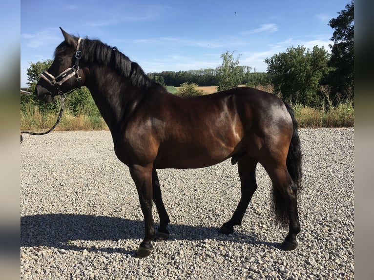 Connemara Mestizo Caballo castrado 13 años 148 cm Negro in GerabronnGerabronn