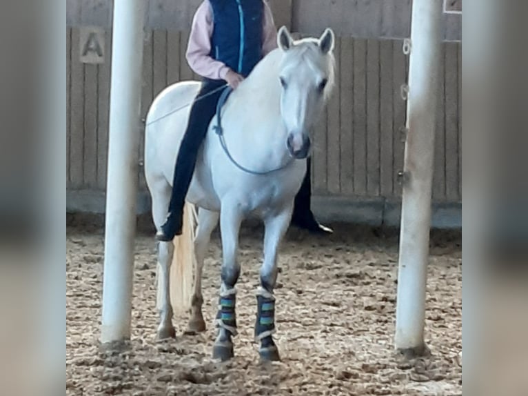 Connemara Mestizo Caballo castrado 13 años 148 cm Tordo in Biel-Benken BL