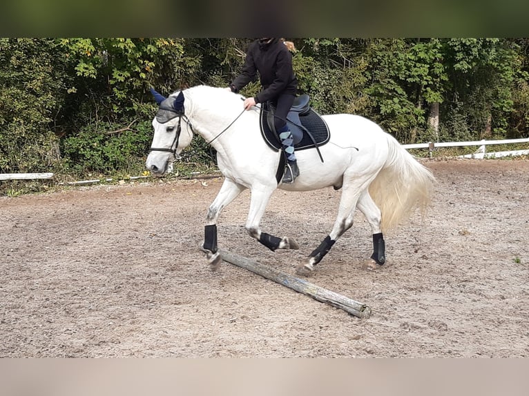 Connemara Mestizo Caballo castrado 13 años 148 cm Tordo in Biel-Benken BL