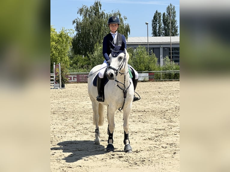 Connemara Caballo castrado 13 años 148 cm Tordo in Ludwigshafen am Rhein