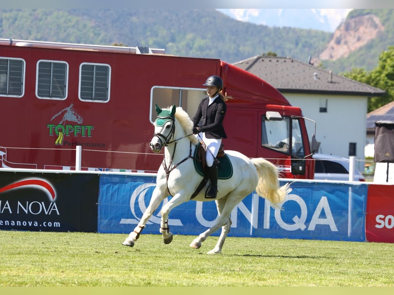 Connemara Caballo castrado 13 años 148 cm Tordo in Raglitz