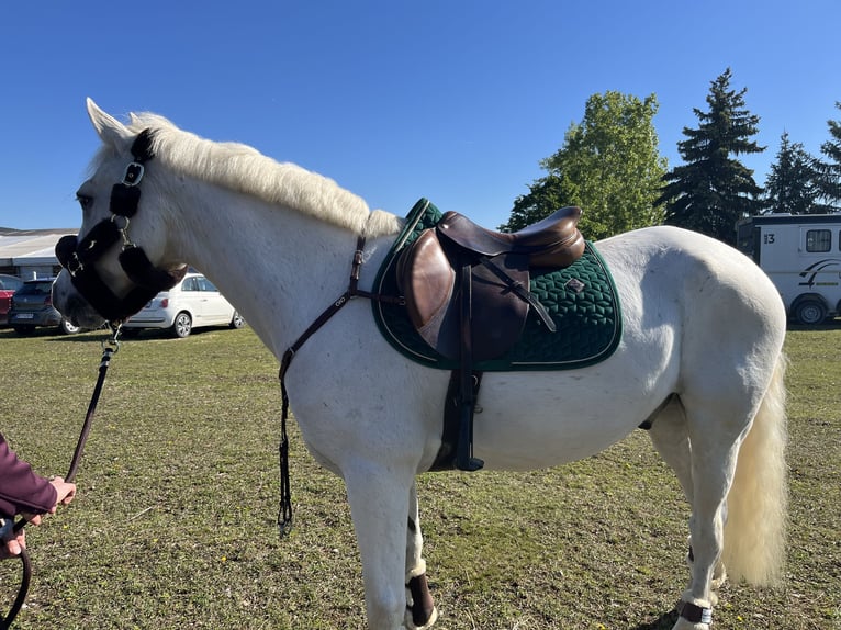 Connemara Caballo castrado 13 años 148 cm Tordo in Raglitz