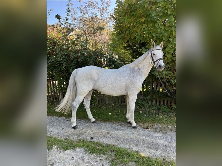 Connemara Caballo castrado 13 años 148 cm Tordo picazo in Stattegg