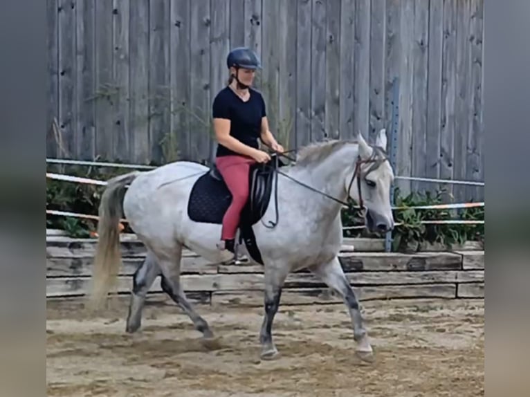 Connemara Caballo castrado 13 años 150 cm Tordo rodado in St. Martin-Karlsbach