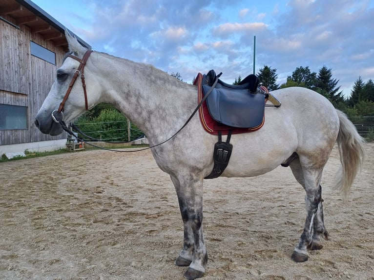 Connemara Caballo castrado 13 años 150 cm Tordo rodado in St. Martin-Karlsbach