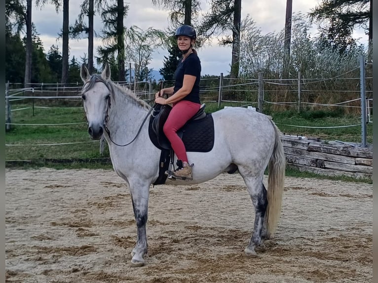 Connemara Caballo castrado 13 años 150 cm Tordo rodado in St. Martin-Karlsbach