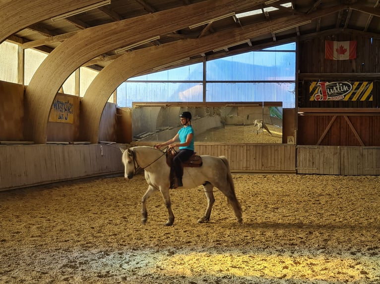 Connemara Caballo castrado 13 años 152 cm Tordo in Bad Orb