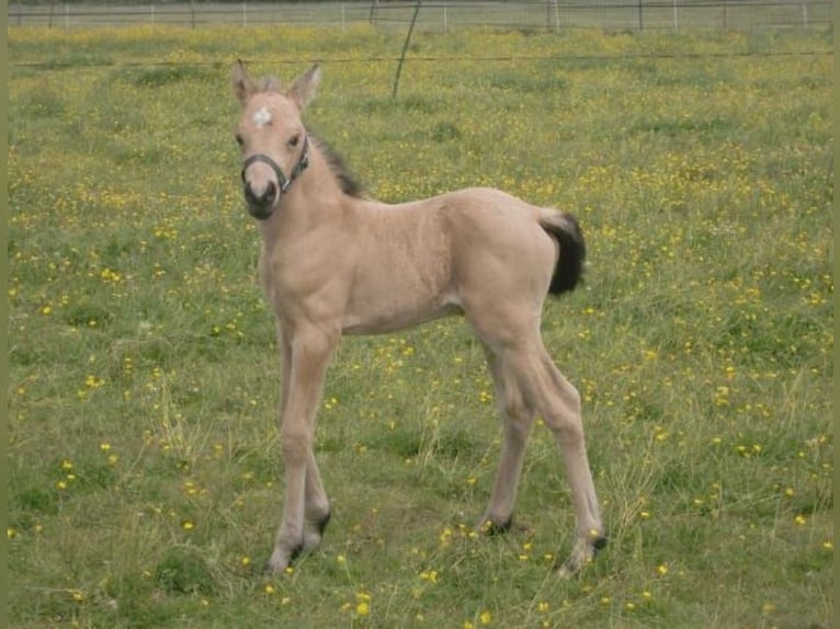 Connemara Mestizo Caballo castrado 13 años 153 cm Buckskin/Bayo in Enter