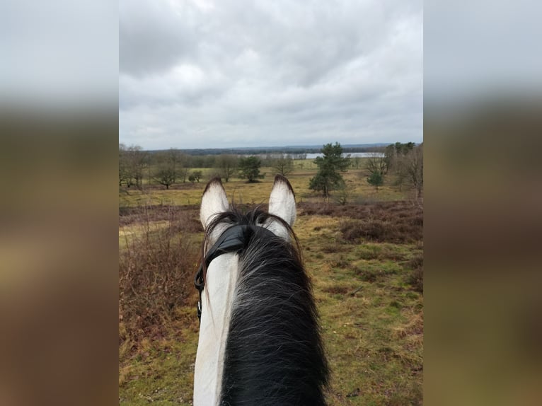 Connemara Mestizo Caballo castrado 13 años 153 cm Buckskin/Bayo in Enter