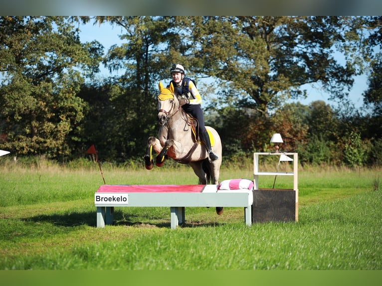 Connemara Mestizo Caballo castrado 13 años 153 cm Buckskin/Bayo in Enter