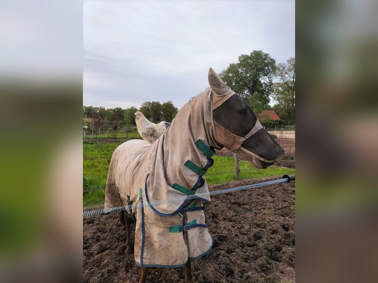 Connemara Mestizo Caballo castrado 13 años 153 cm Buckskin/Bayo in Enter