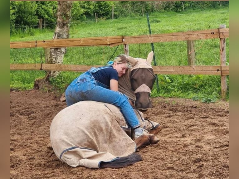 Connemara Mestizo Caballo castrado 13 años 153 cm Buckskin/Bayo in Enter