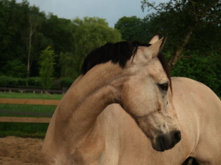 Connemara Mestizo Caballo castrado 13 años 153 cm Buckskin/Bayo in Enter