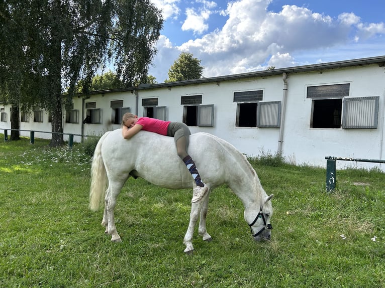 Connemara Caballo castrado 13 años 153 cm Tordo in Burgdorf