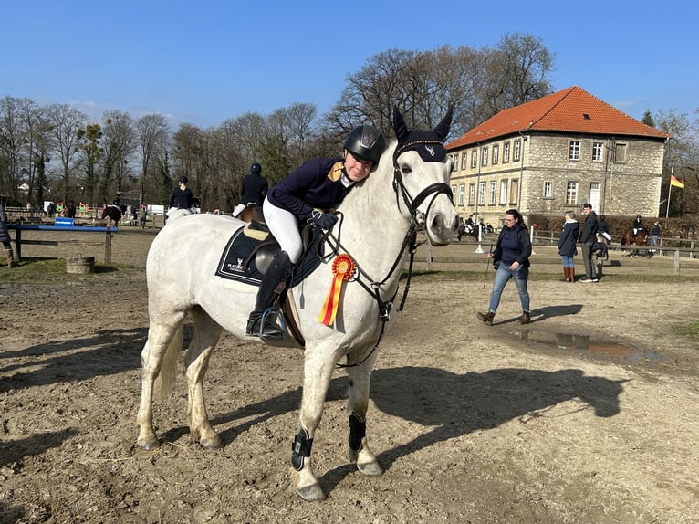 Connemara Caballo castrado 13 años 153 cm Tordo in Burgdorf