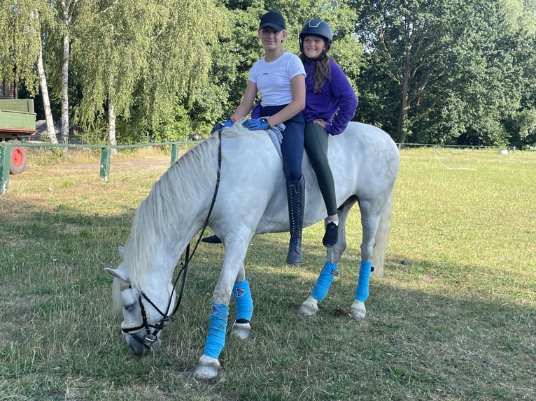 Connemara Caballo castrado 13 años 153 cm Tordo in Burgdorf