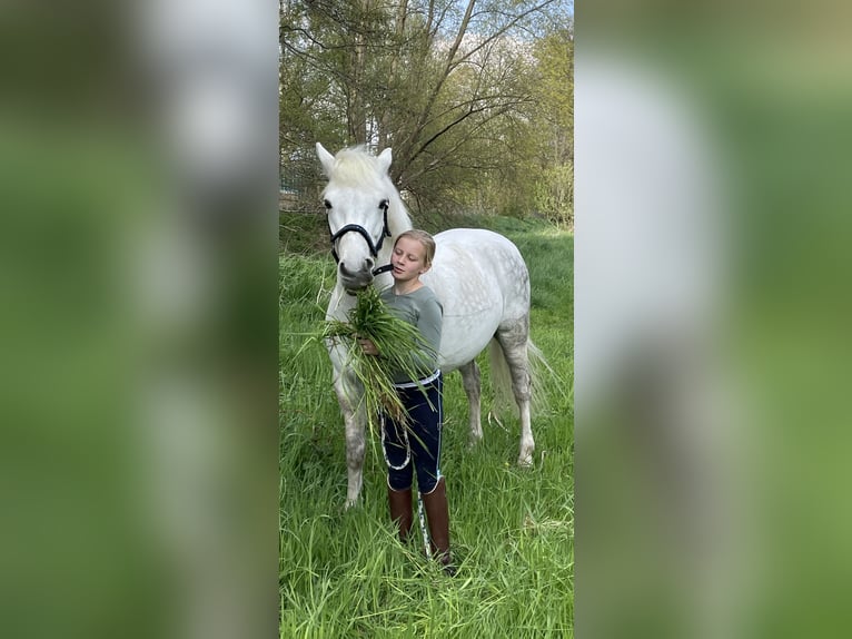 Connemara Caballo castrado 13 años 153 cm Tordo in Burgdorf