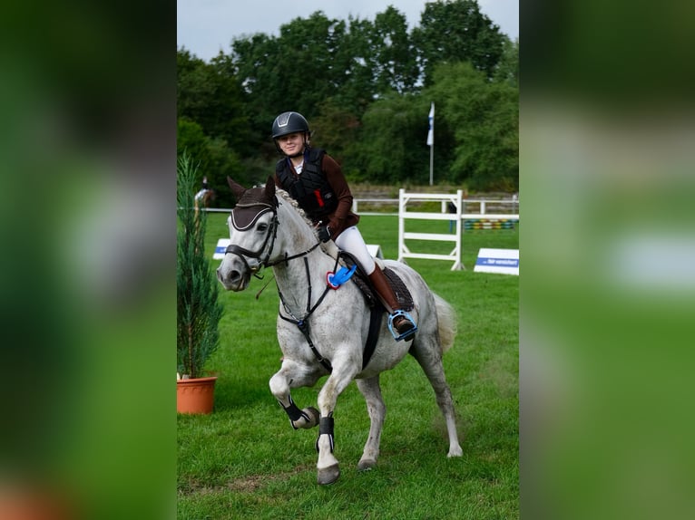 Connemara Caballo castrado 13 años 153 cm Tordo in Burgdorf