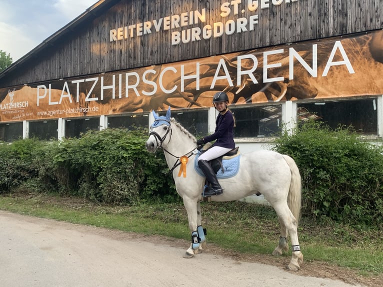 Connemara Caballo castrado 13 años 153 cm Tordo in Burgdorf