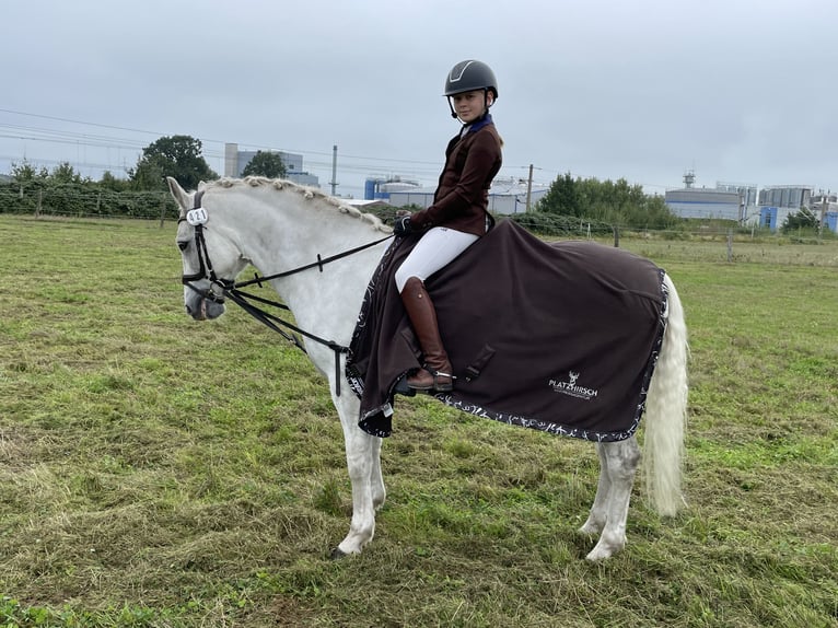 Connemara Caballo castrado 13 años 153 cm Tordo in Burgdorf