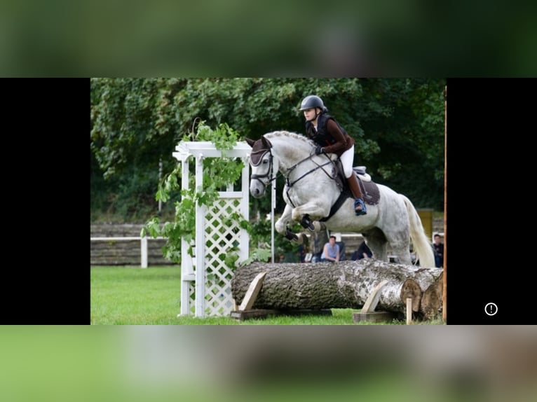 Connemara Caballo castrado 13 años 153 cm Tordo in Burgdorf