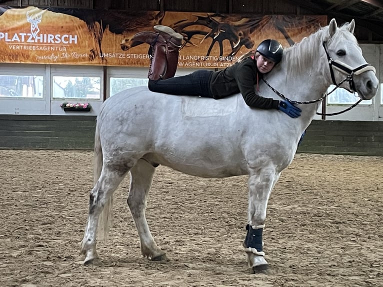 Connemara Caballo castrado 13 años 153 cm Tordo in Burgdorf