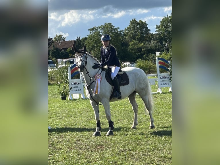 Connemara Caballo castrado 13 años 153 cm Tordo in Burgdorf