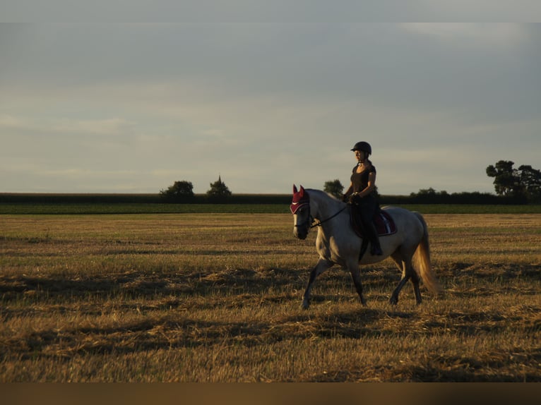 Connemara Caballo castrado 13 años 154 cm Tordo picazo in Gunzenhausen