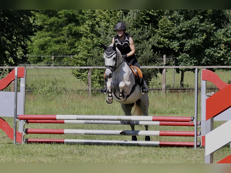 Connemara Caballo castrado 13 años 154 cm Tordo picazo in Gunzenhausen