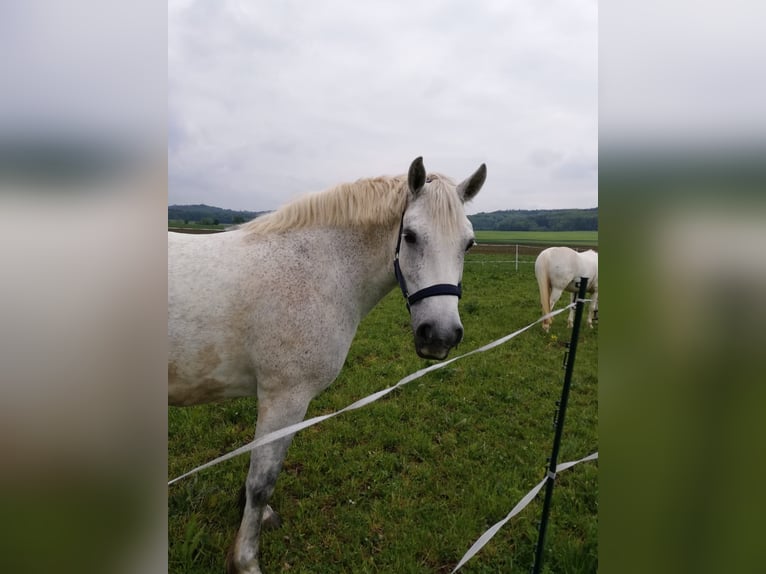 Connemara Caballo castrado 13 años 154 cm Tordo picazo in Gunzenhausen