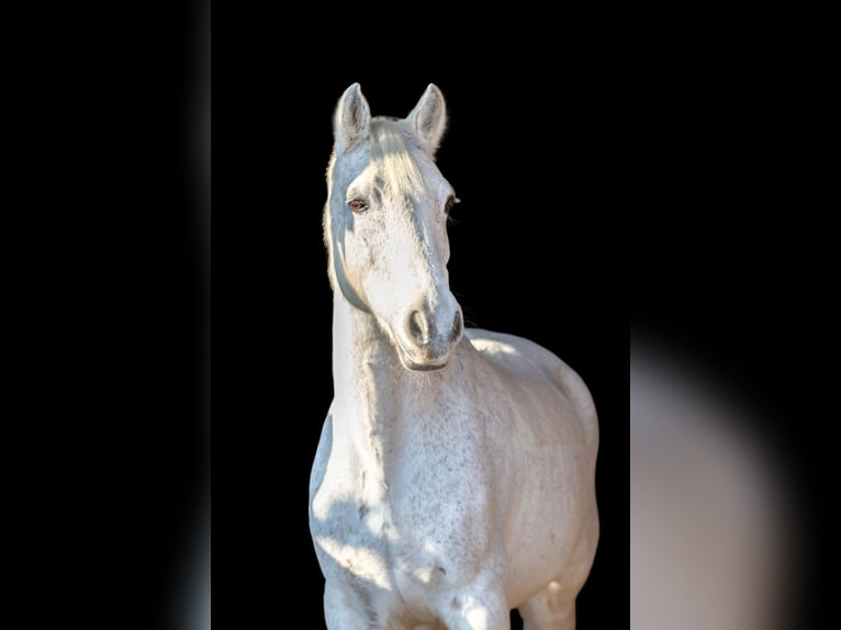 Connemara Caballo castrado 13 años 154 cm Tordo picazo in Gunzenhausen