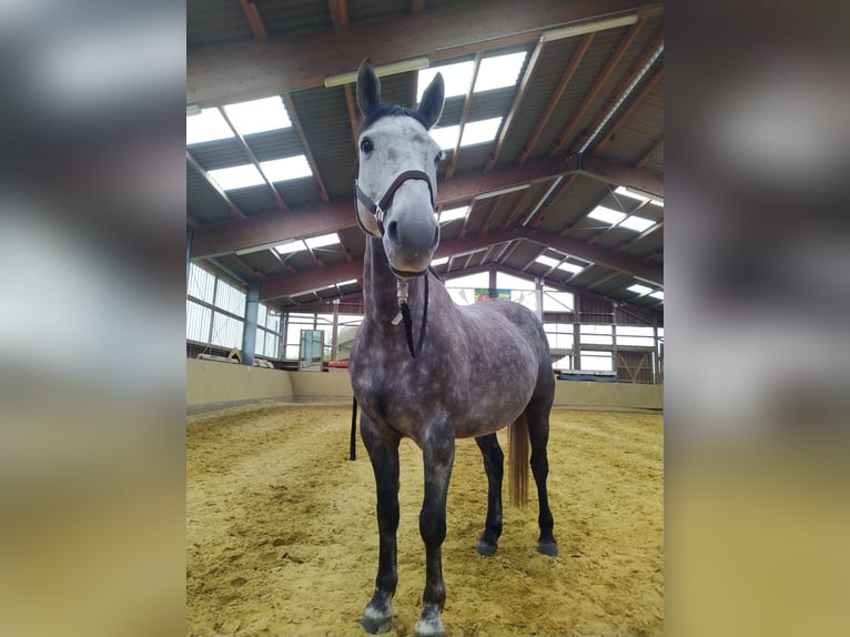 Connemara Caballo castrado 13 años 156 cm Tordo in Waldbröl