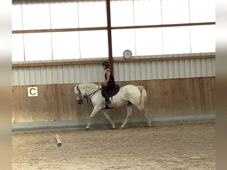 Connemara Caballo castrado 13 años 156 cm Tordo in Berg