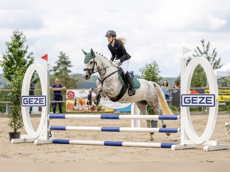 Connemara Caballo castrado 14 años 143 cm Tordo rodado in Neckartailfingen