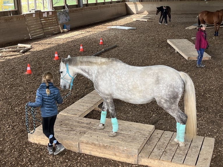 Connemara Caballo castrado 14 años 143 cm Tordo rodado in Neckartailfingen