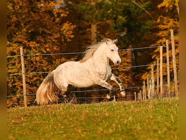 Connemara Caballo castrado 14 años 145 cm Tordo in Welzheim