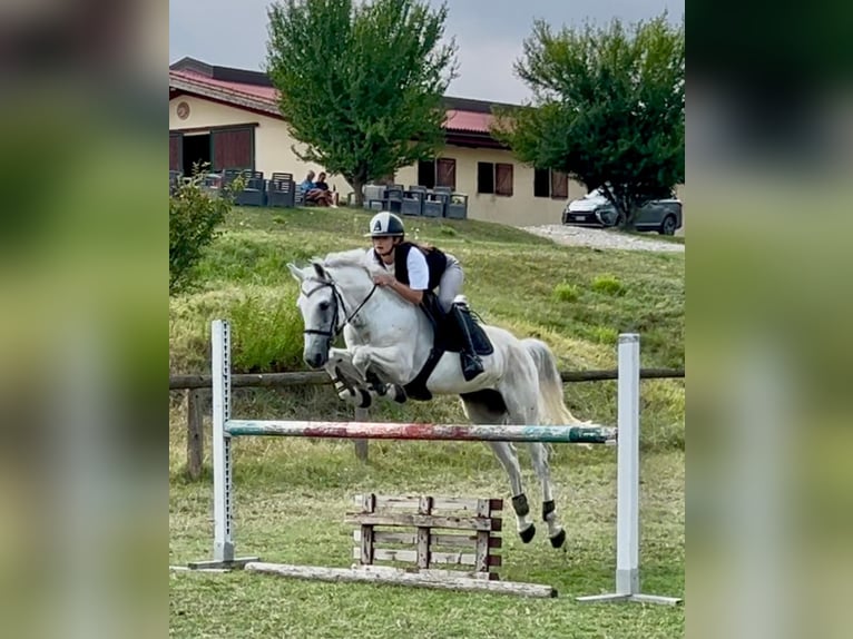 Connemara Caballo castrado 14 años 148 cm Tordo in Bologna