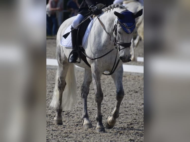 Connemara Caballo castrado 14 años 148 cm Tordo in Schlitz