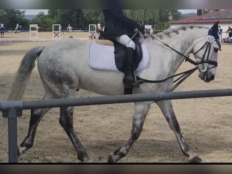 Connemara Caballo castrado 14 años 148 cm Tordo in Schlitz