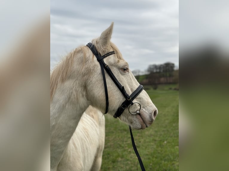 Connemara Caballo castrado 14 años 152 cm Cremello in Cadolzburg