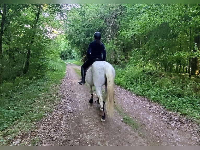 Connemara Caballo castrado 15 años 149 cm Tordo in Bereldange