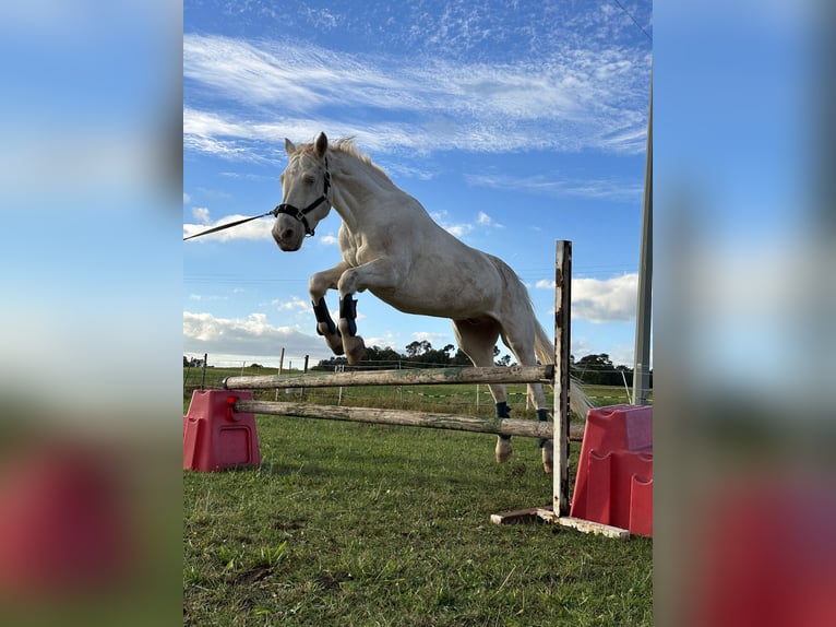 Connemara Caballo castrado 15 años 152 cm Cremello in Cadolzburg